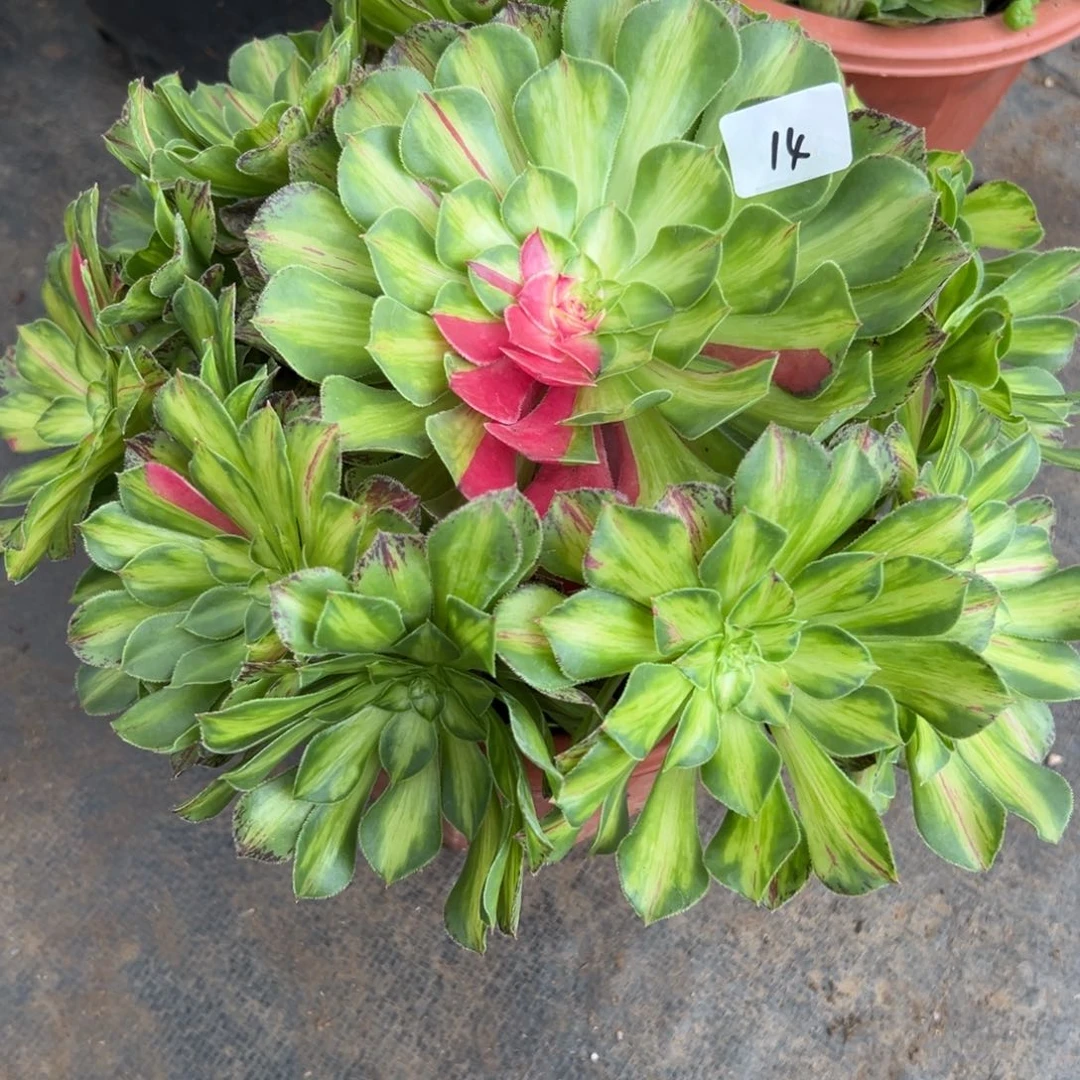 ?****?14知否多肉植物系系