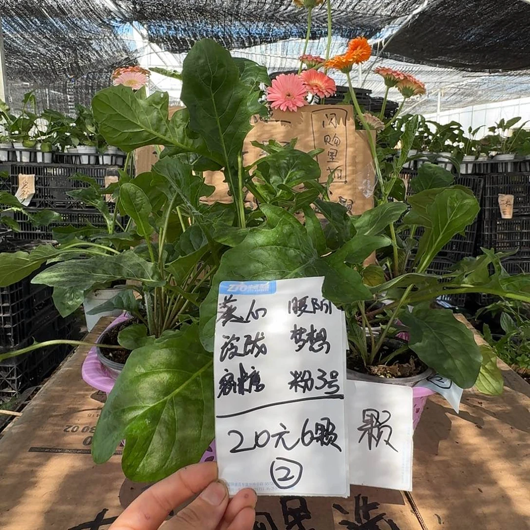 无花朵2号组合高杆非洲菊小苗