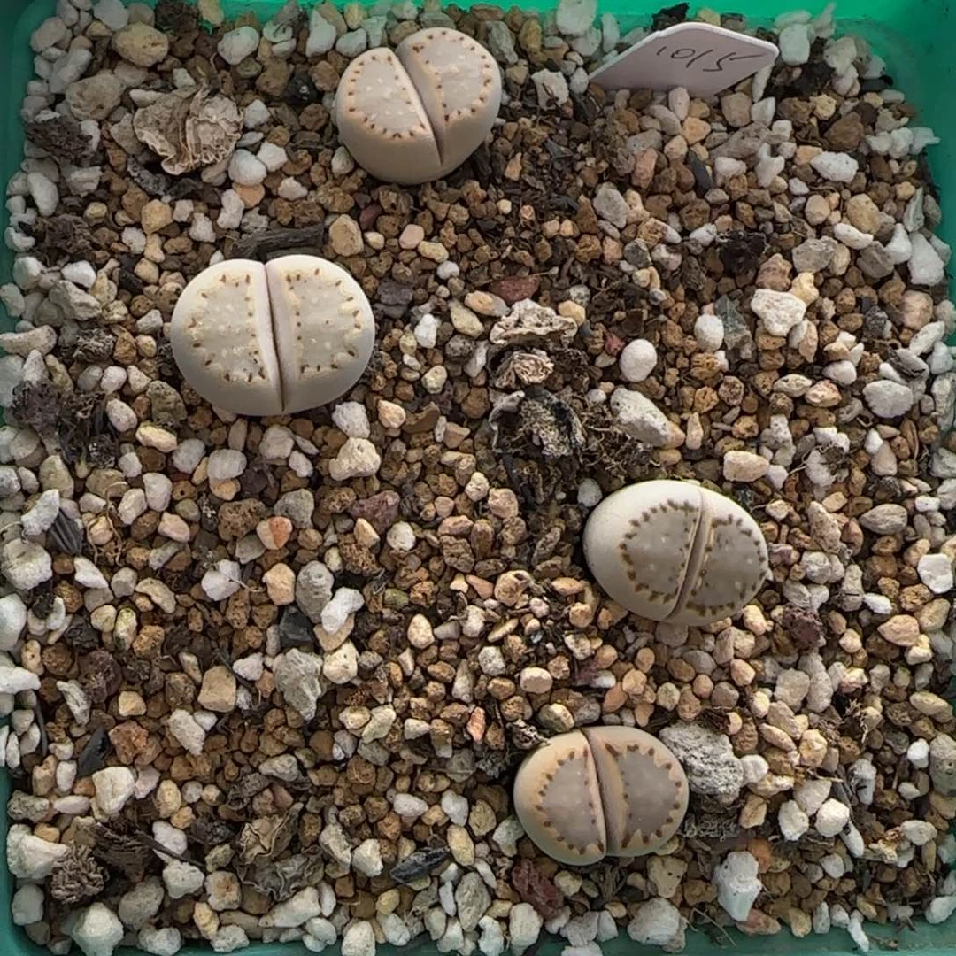 12.3。爱萌多肉生石花清货。上播。2005