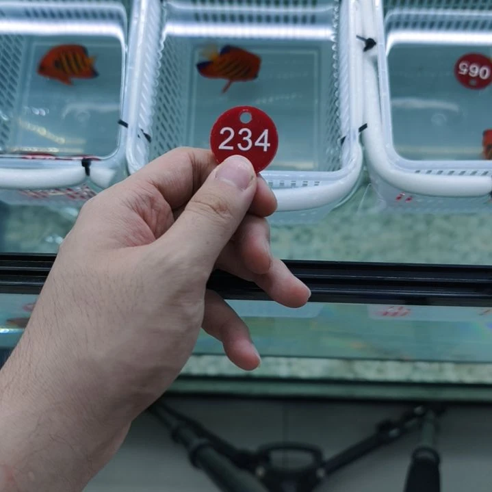海水鱼234号火焰仙，213号柠檬