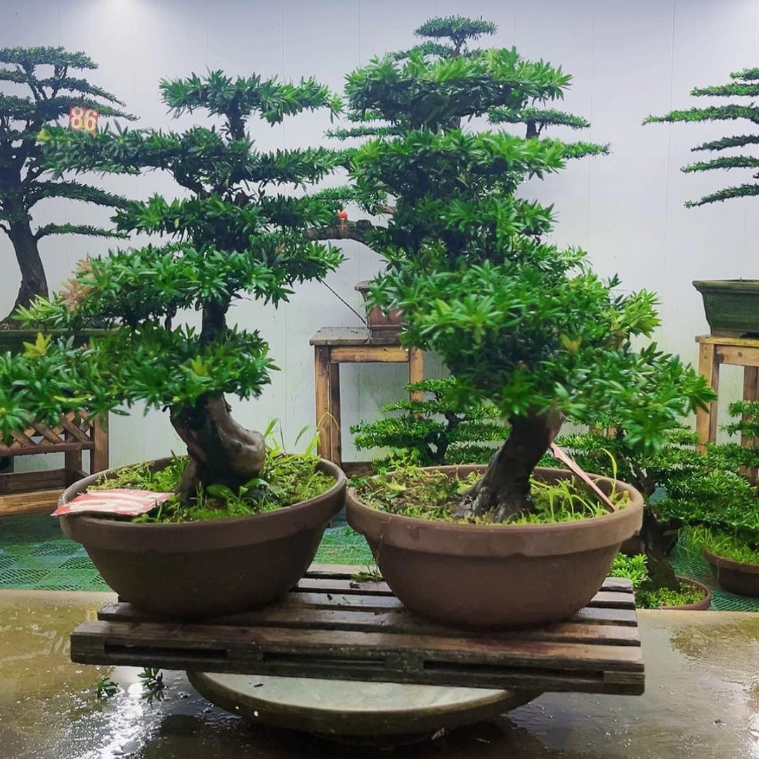 【闪购商品】无花朵罗汉松盆景
