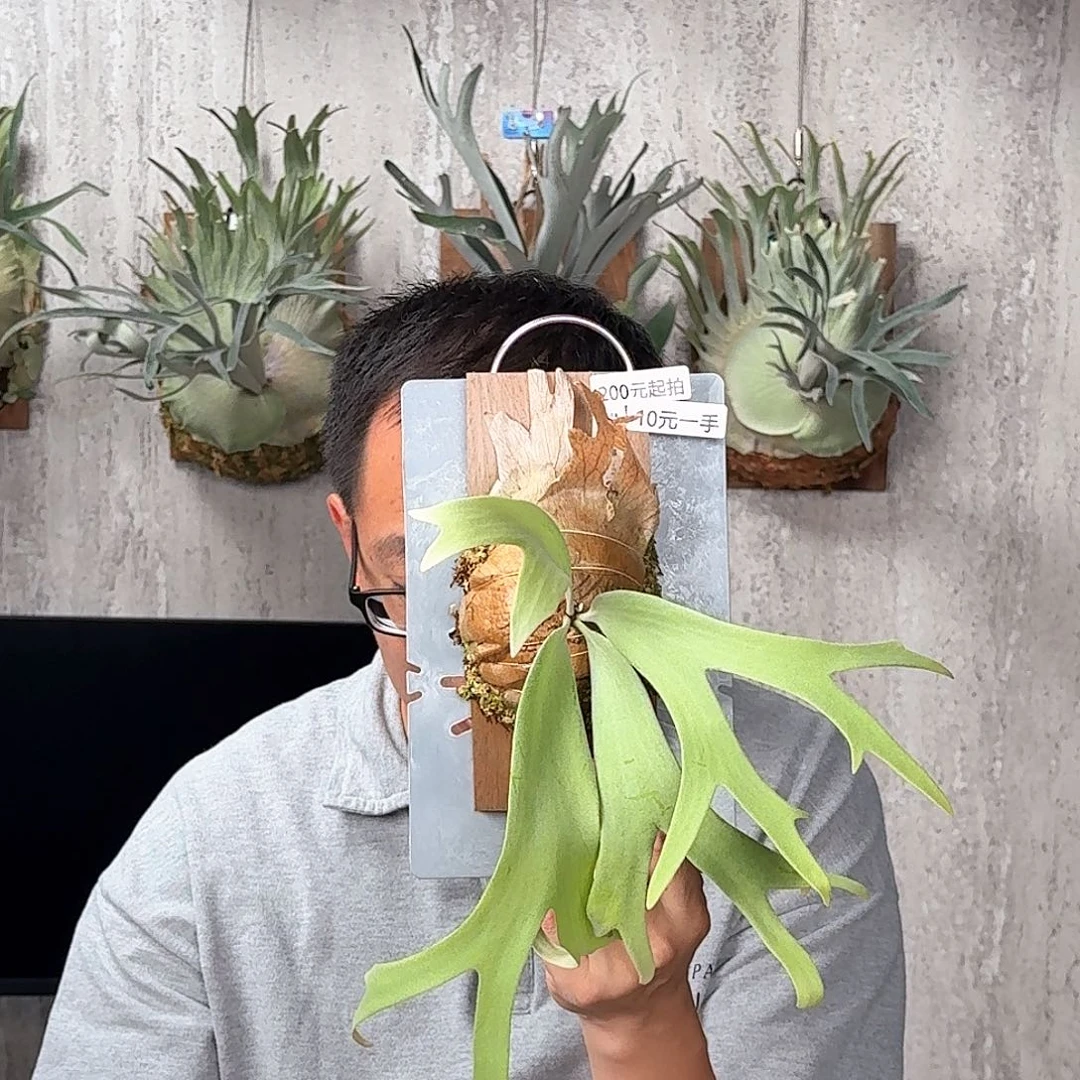 完全开放北部珍珠鹿角蕨
