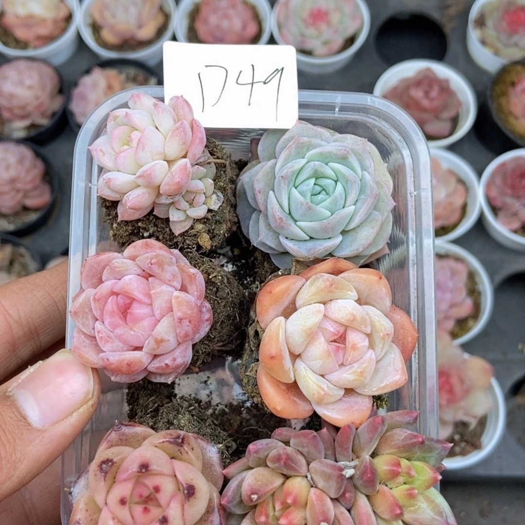 春泥家框拍链接D49