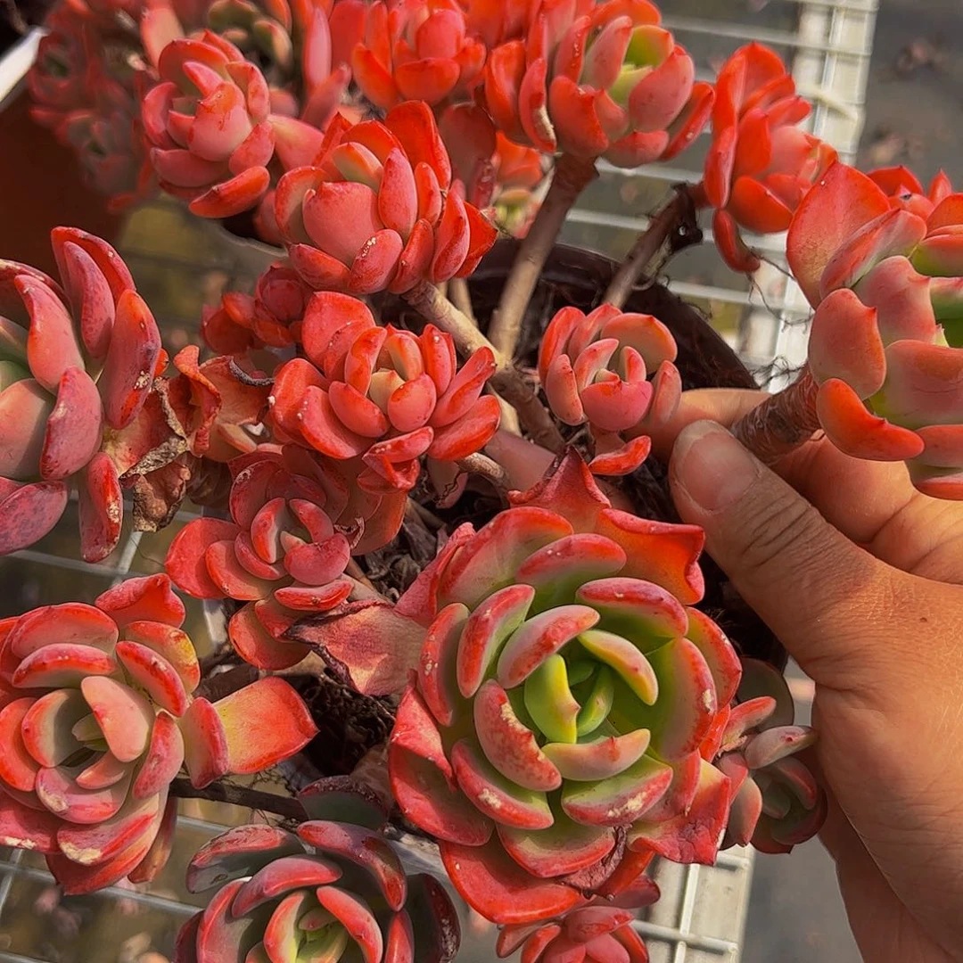 甜橙多头大盆群多肉