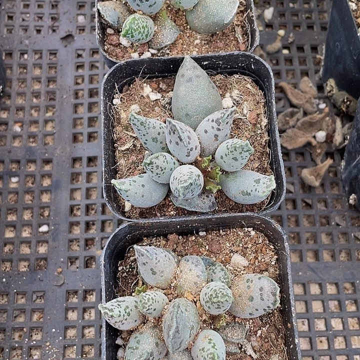6.5方大海豹带盆土发