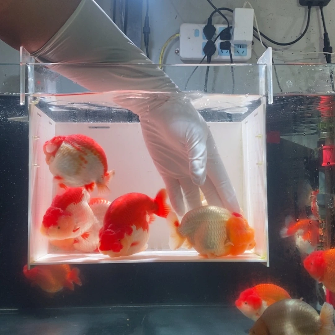 金鱼兰寿微瑕红顶小可爱