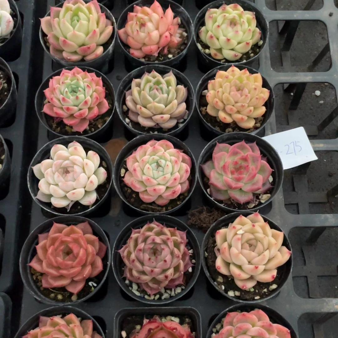 一物一拍18颗30-275