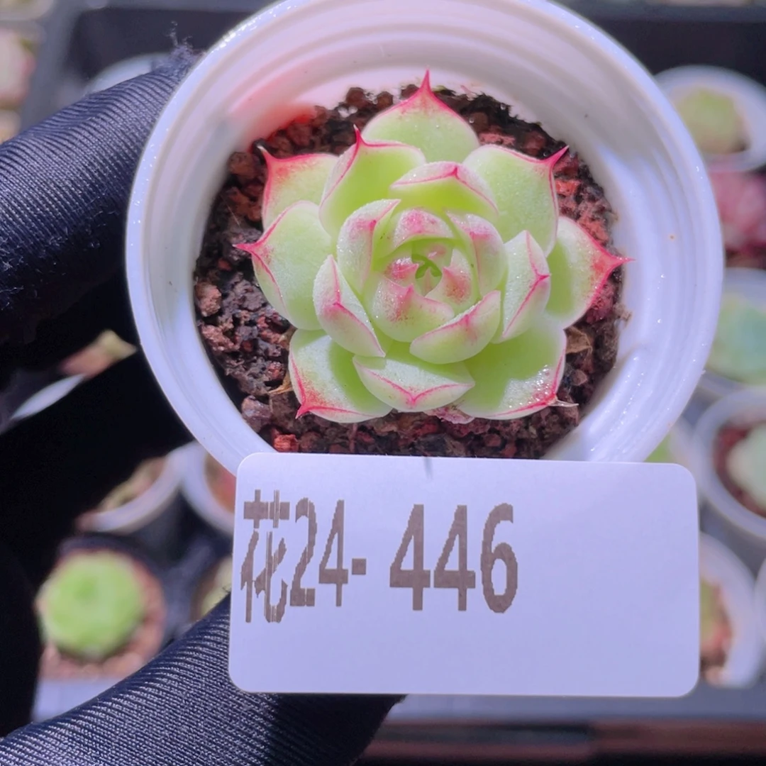 花利美24-446麦秆
