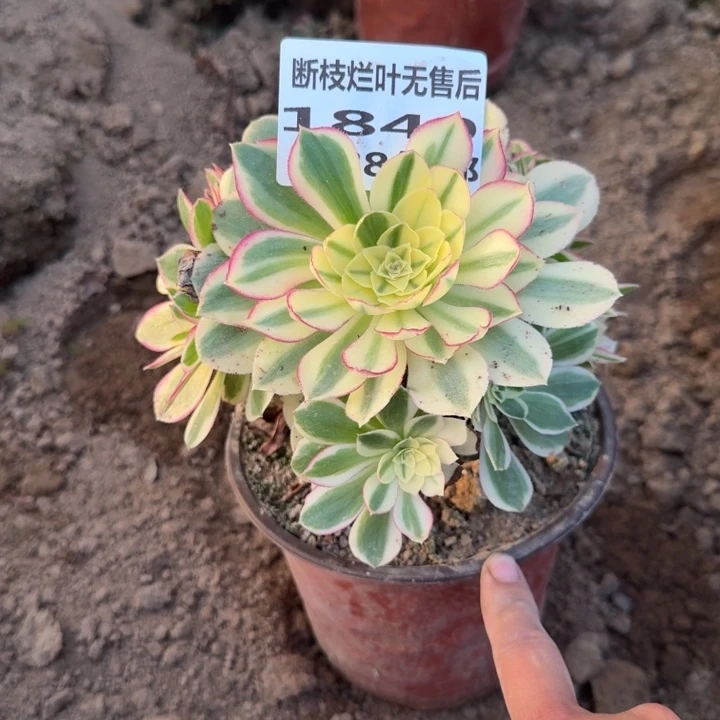 1840二号棚玉芙蓉A