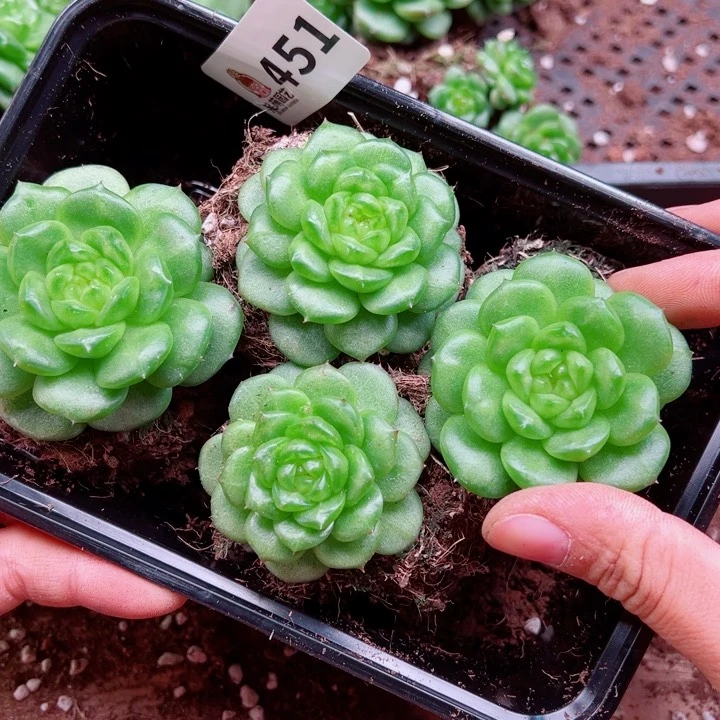黑***厘多肉植物多肉植物