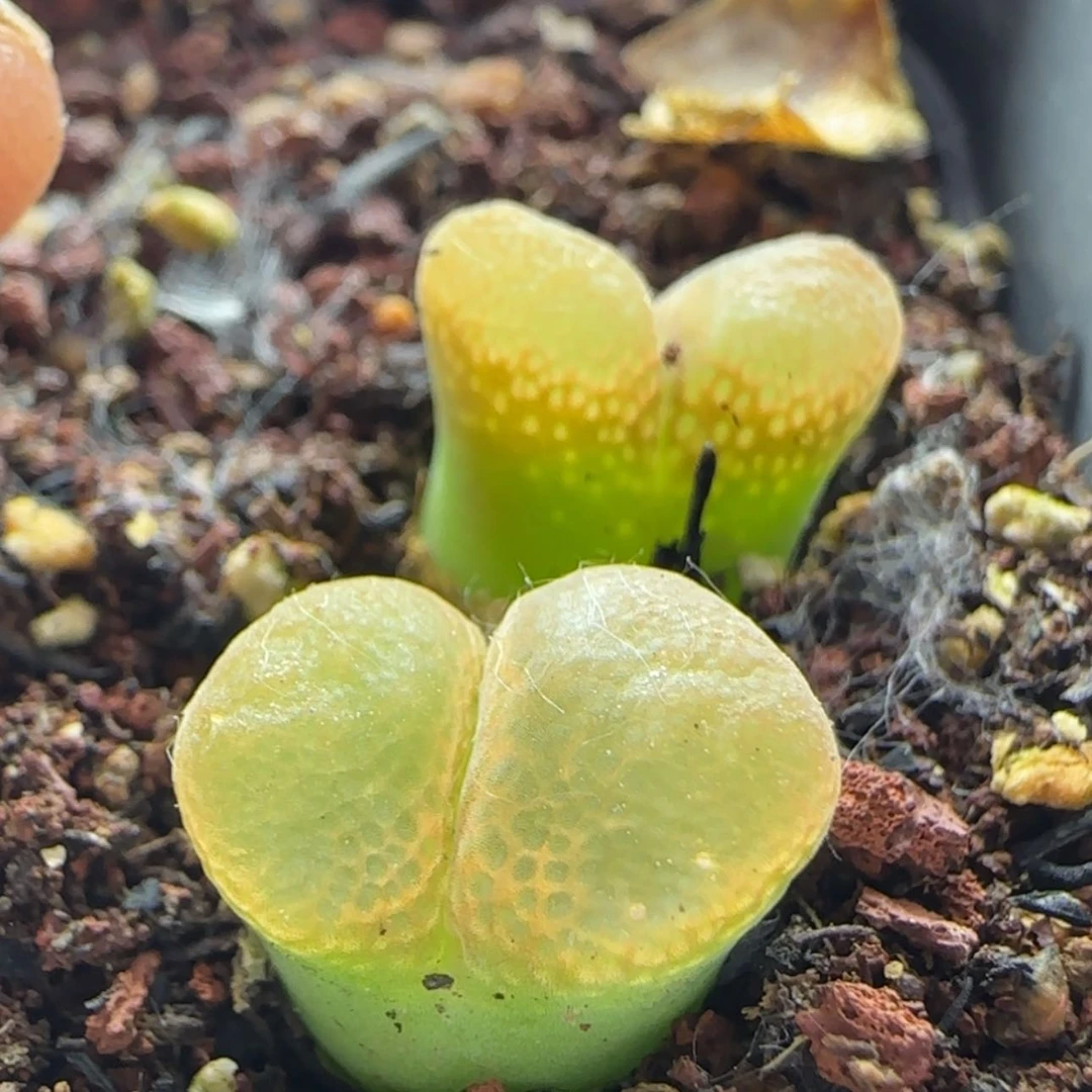 【闪购商品】嫣**画12951