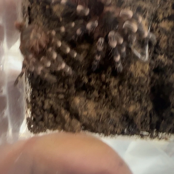 巴西白漆头，5厘米左右一对