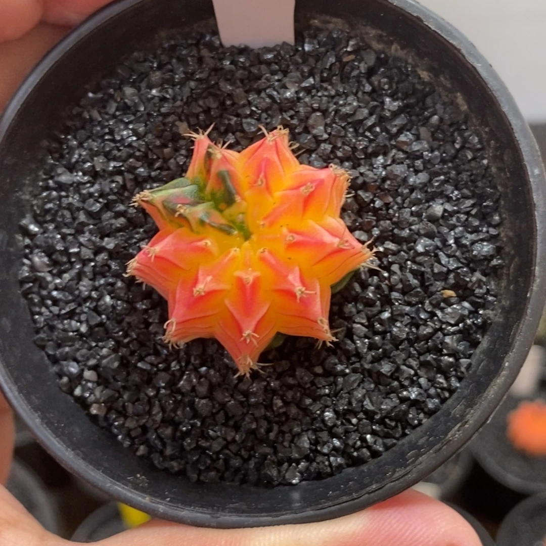 精品米哈—脱土发货10