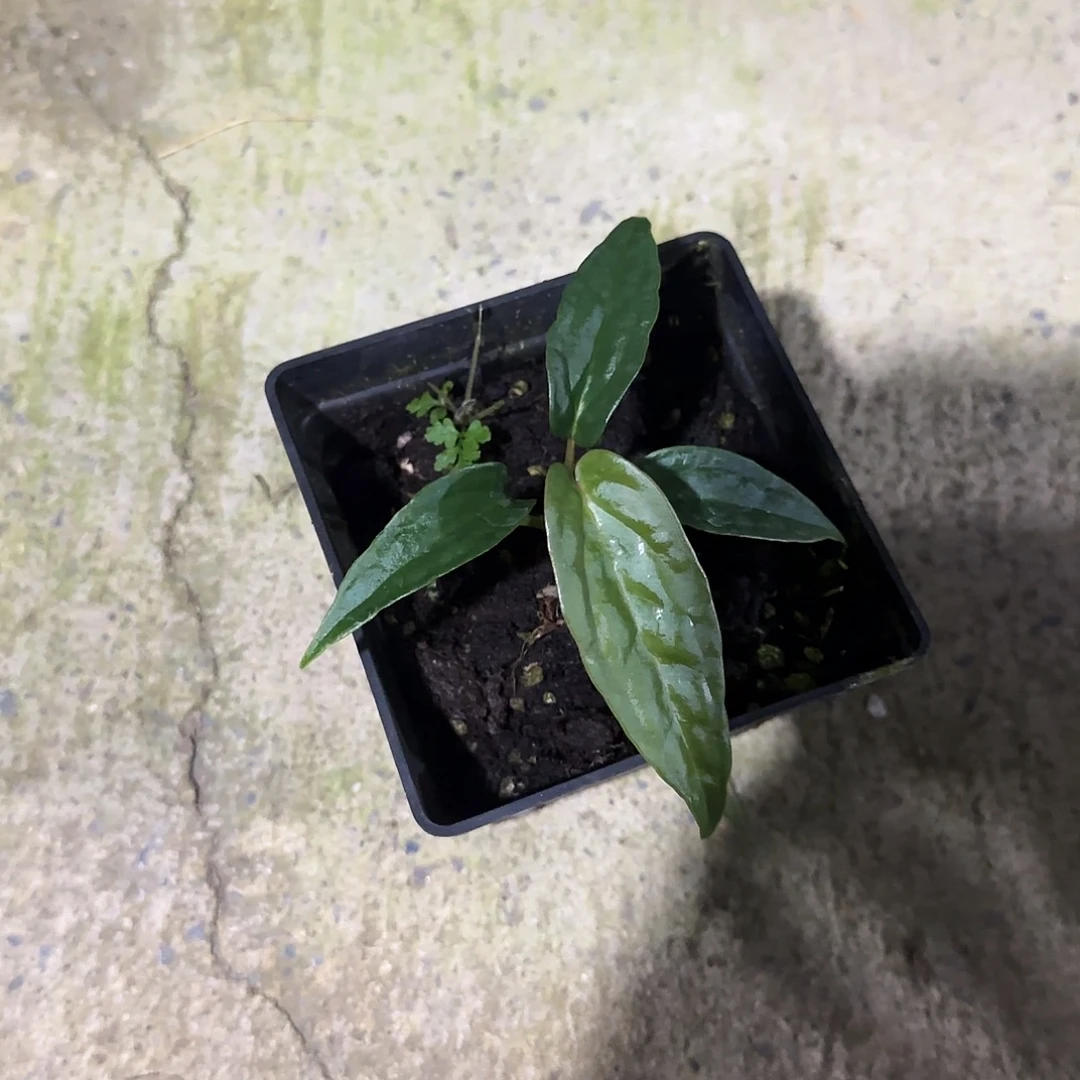 完全开放优选奢华x