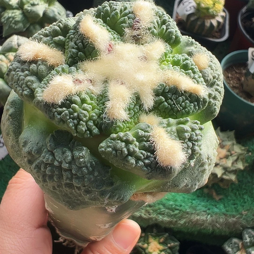 无花朵福利颗粒龟甲牡丹980