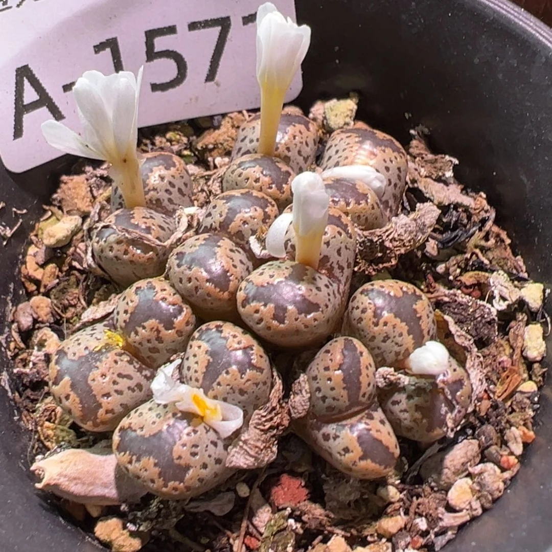 多肉植物11111111111