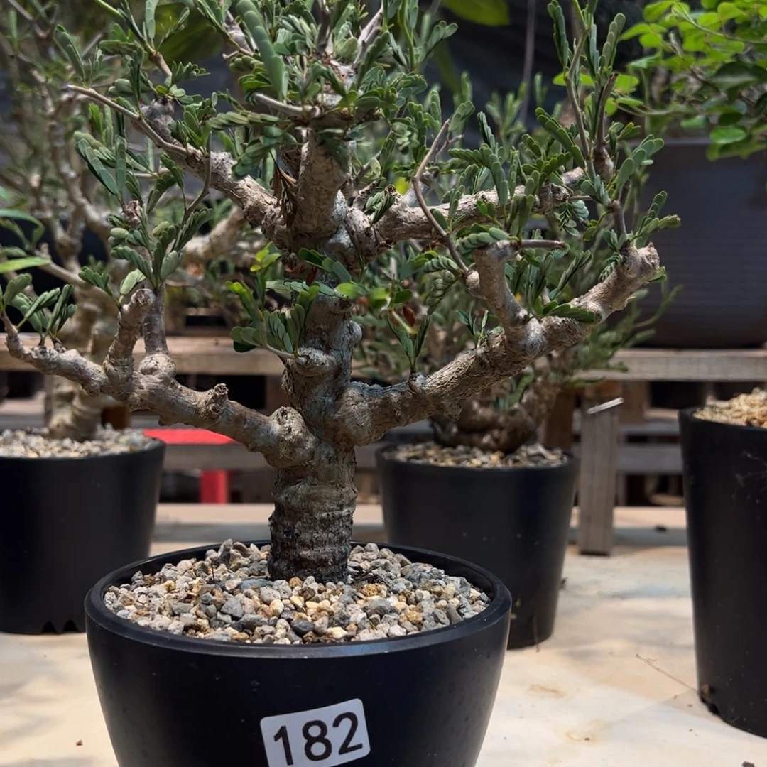 7***u182沙漠苏木块根植物脱土发货