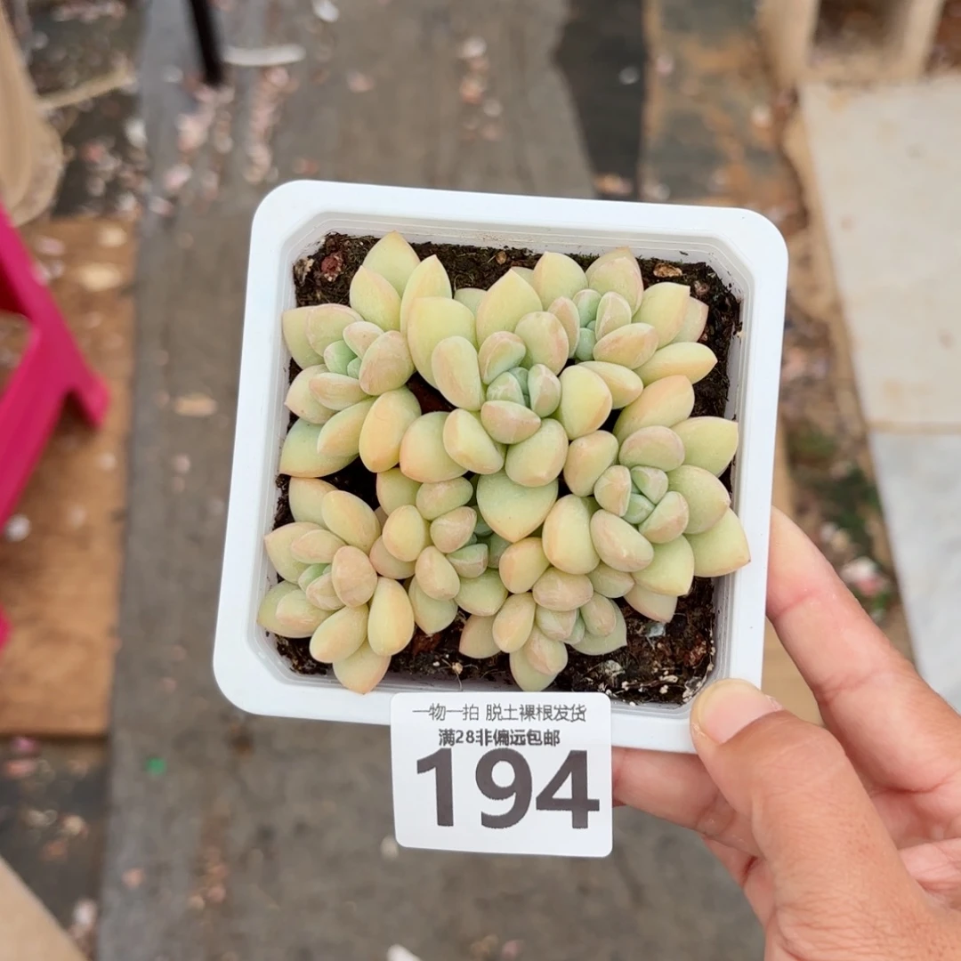 泡泡糖老桩无盆土发货