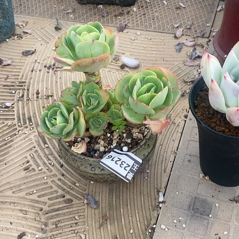 【闪购商品】安****店碧桃23216