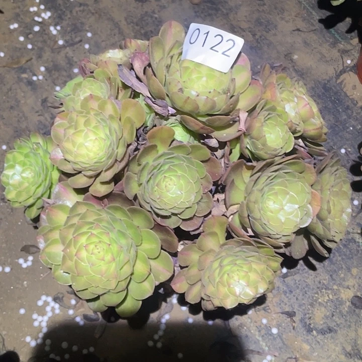 多肉植物法师122抹茶