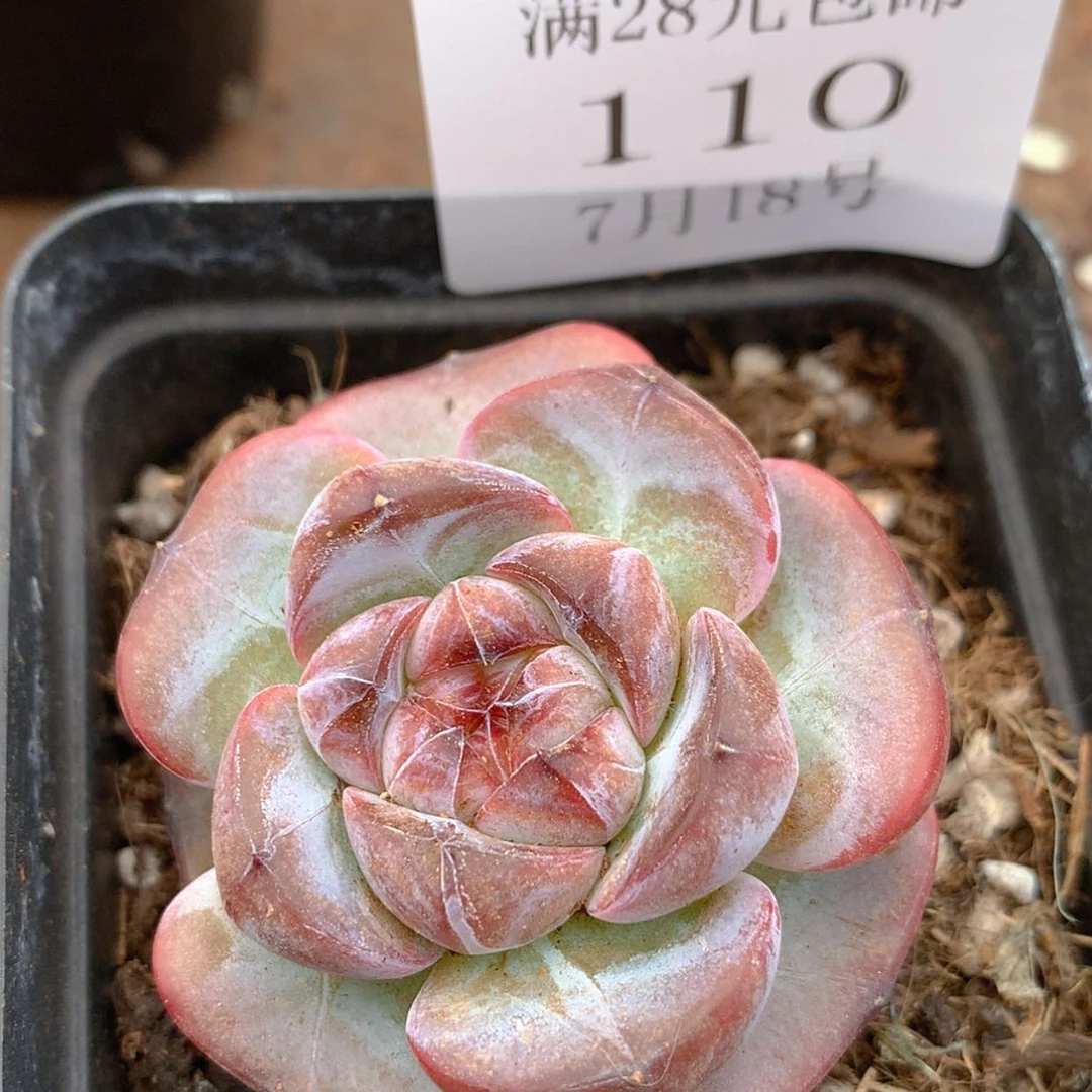 【闪购商品】云110号