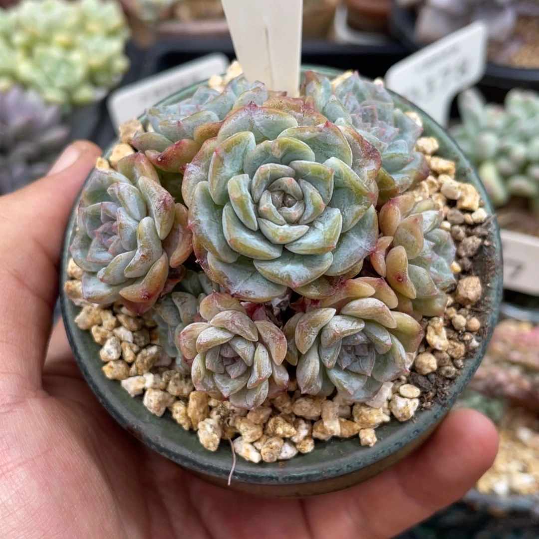0318雪颜不带盆7厘米