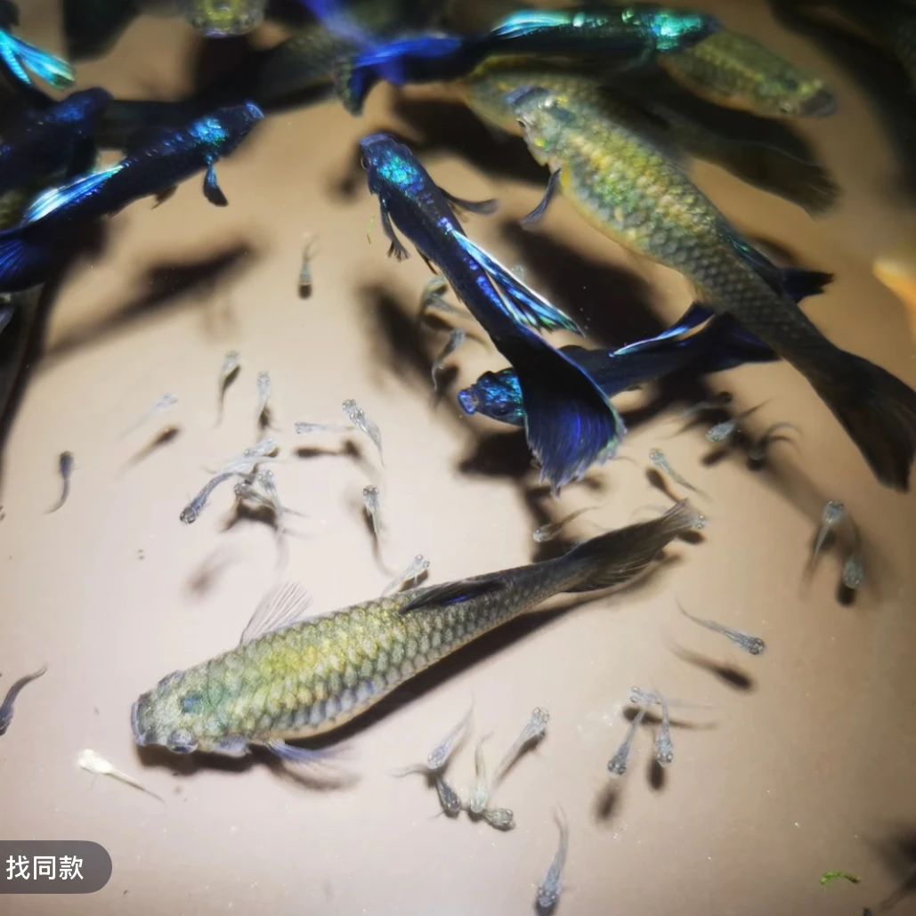 深海大蓝魔孕母孔雀鱼（入缸不包损）