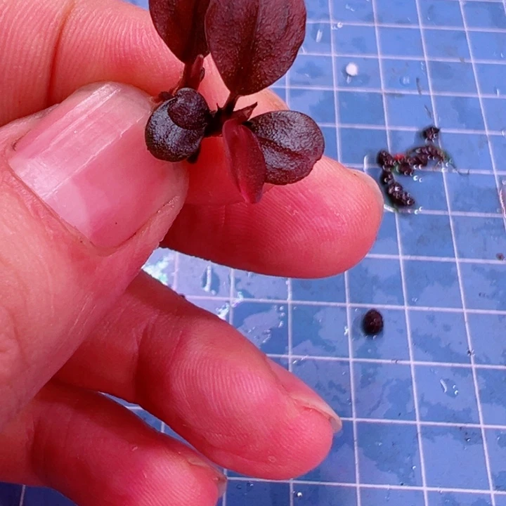 辣椒榕红脉麒麟福利