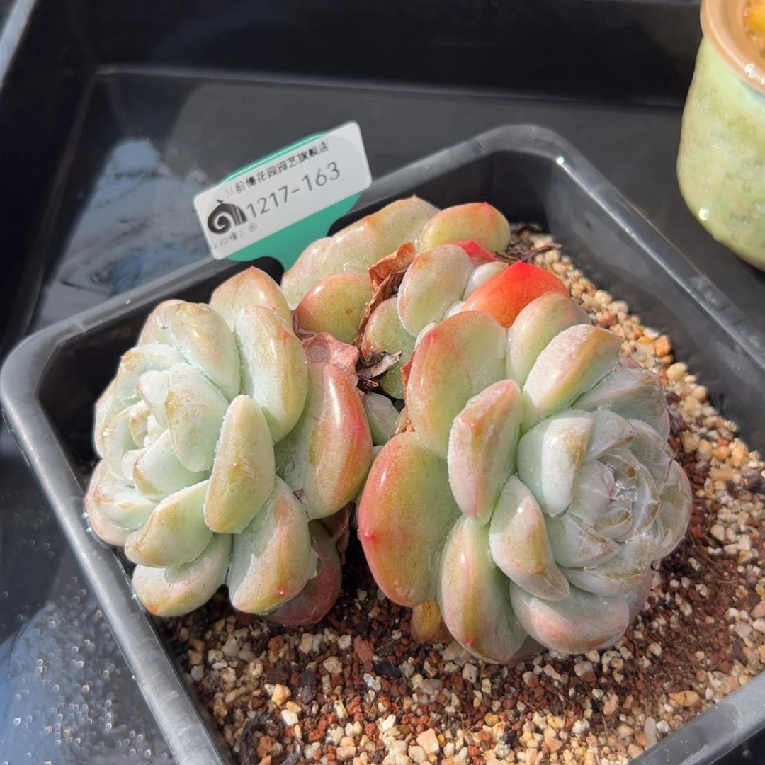 从前慢花园多肉编号1217-163