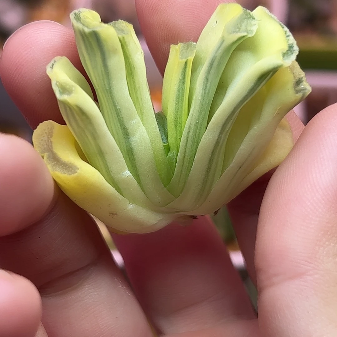 写乐杂糊斑锦十二卷多肉