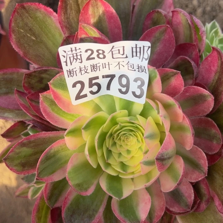 25793海鲜多肉植物