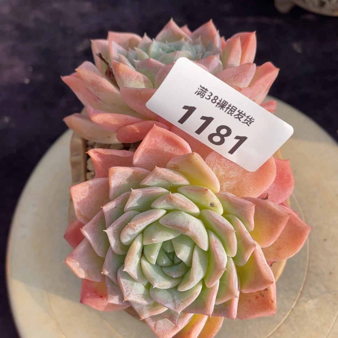 1181粉色月影双头多肉植物