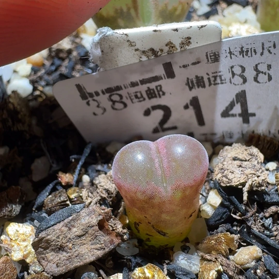 Sss便宜清了便宜214流沙