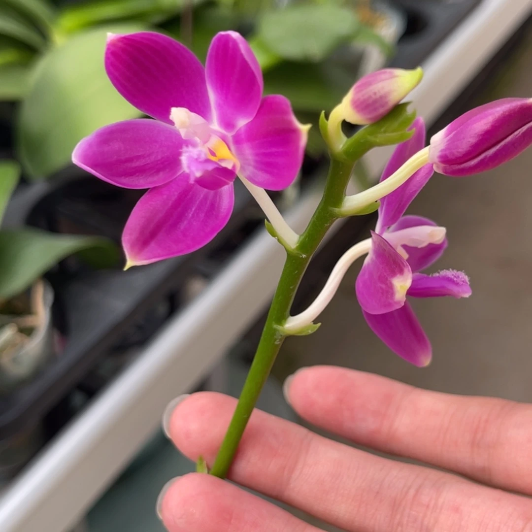 完全开放SWR雨点-1301