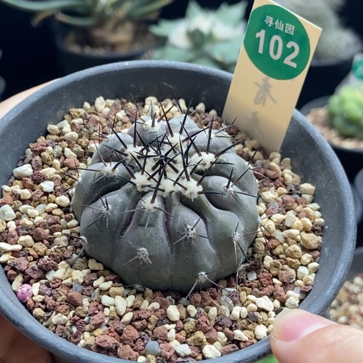 自根上腊龙爪球孤龙丸4.9cm
