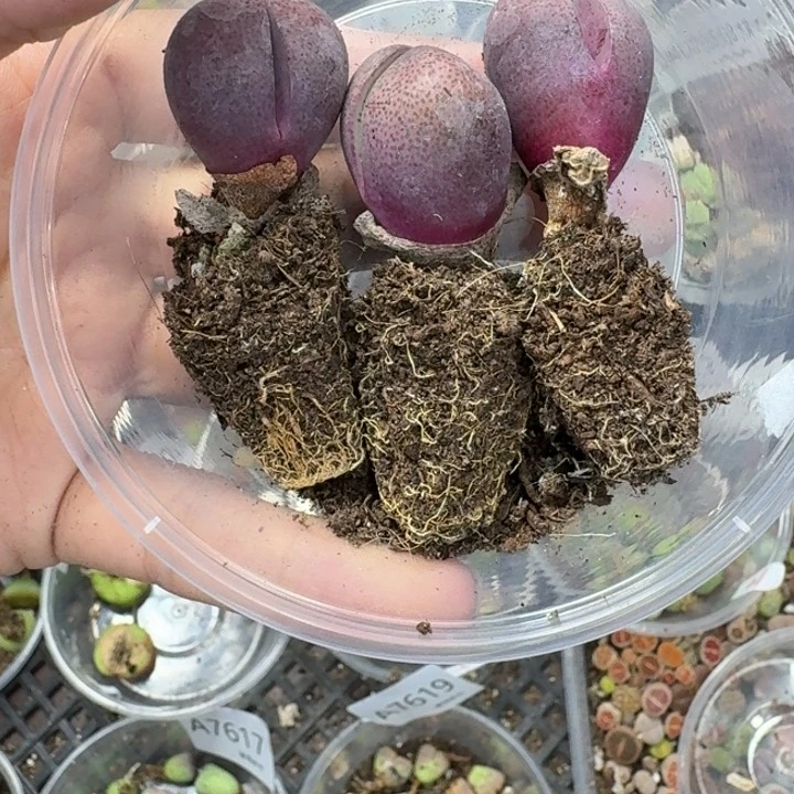 7643 生石花和肉锥