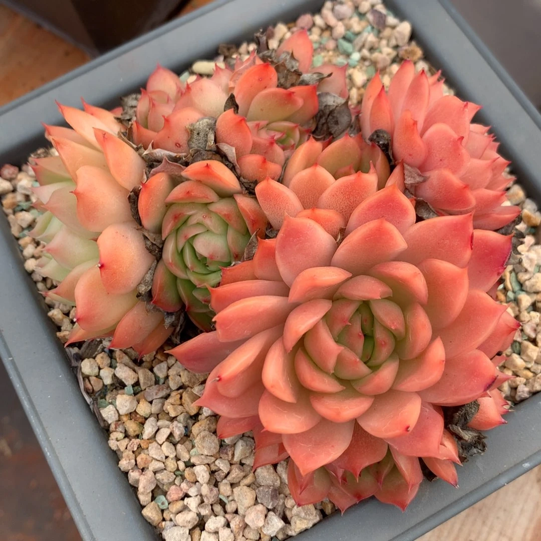 538杂交多肉老桩13冠