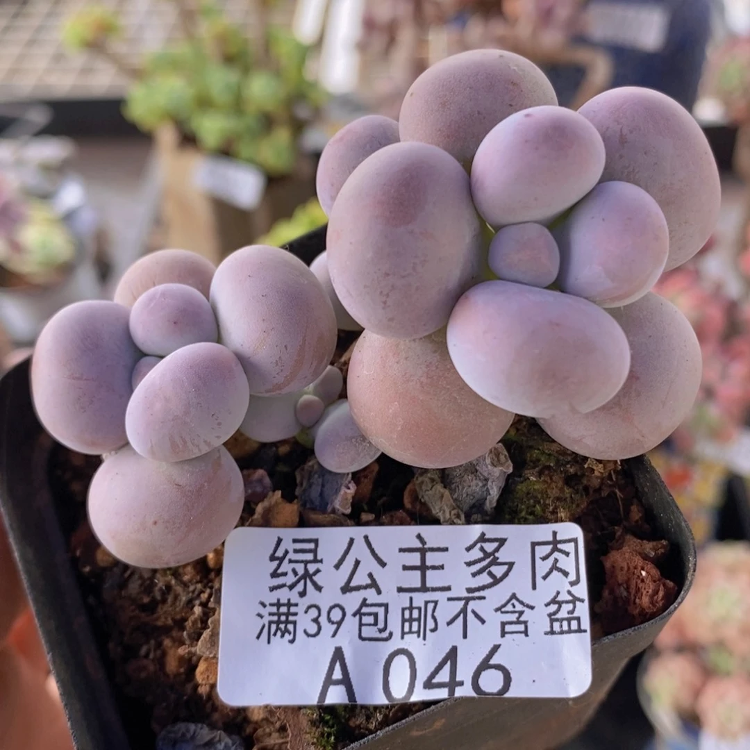 芭比奶洛7cm046多肉植物