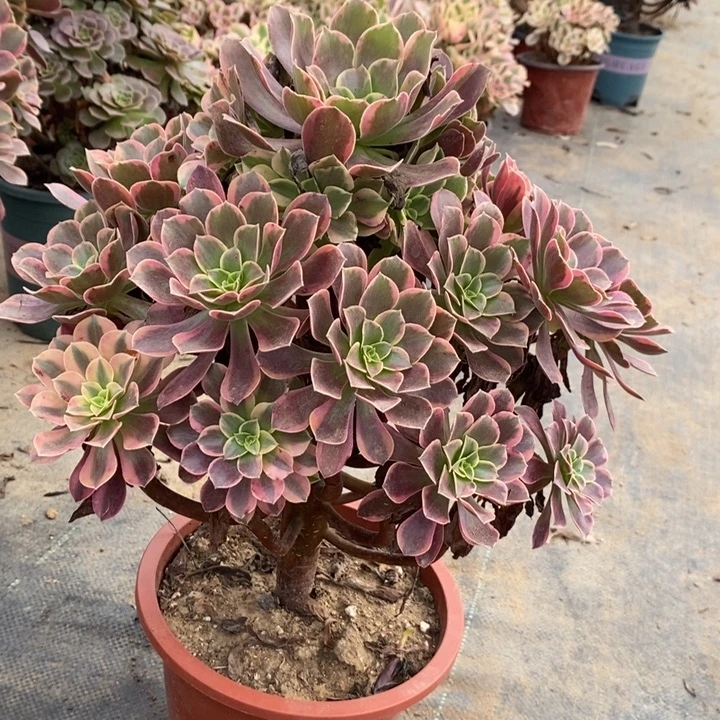 金丝雀11多肉植物法师法师