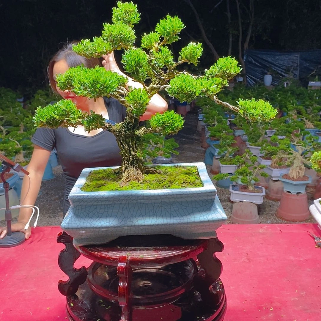 宝****无花朵广东雀舌黄杨盆景