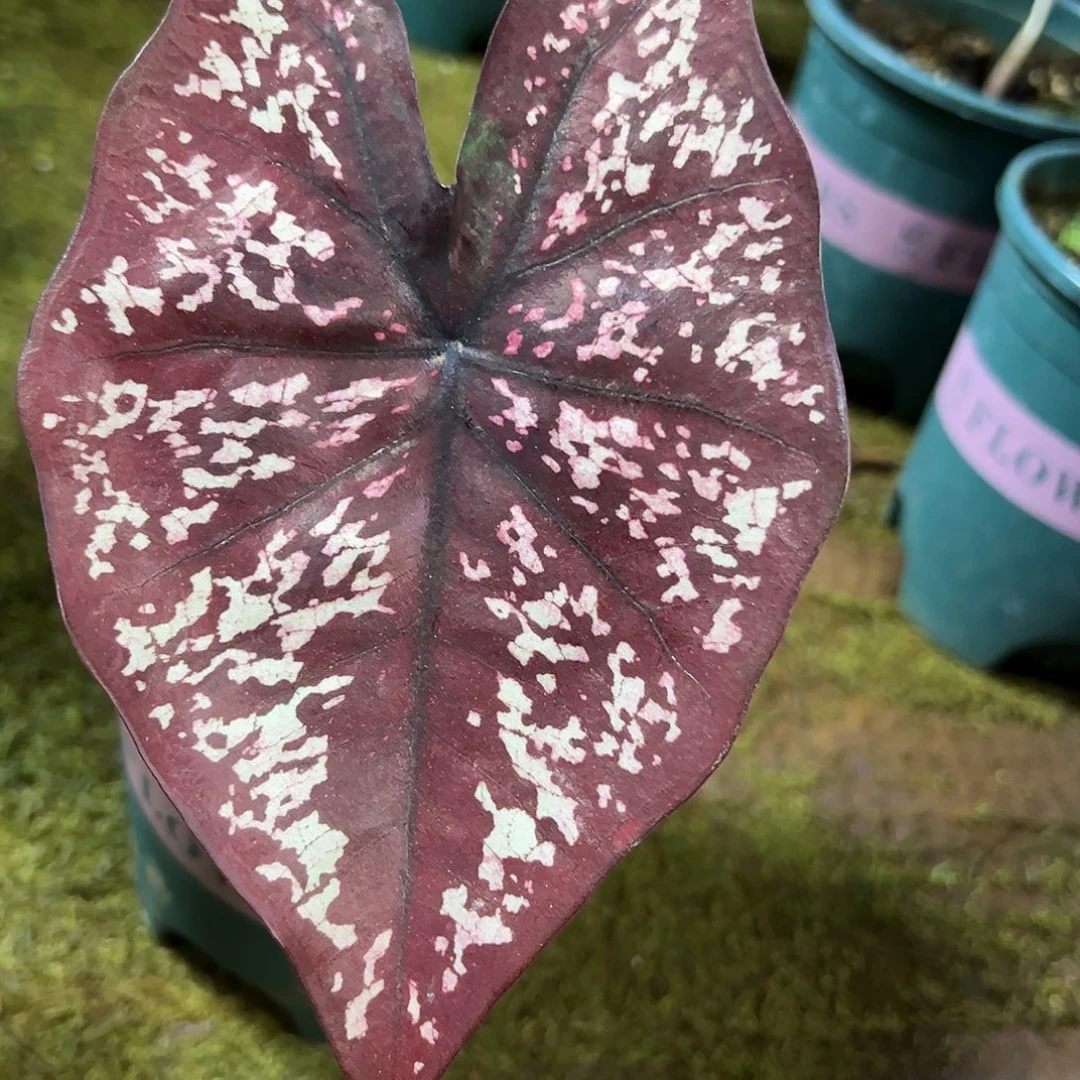 无花朵紫花脸泰彩80