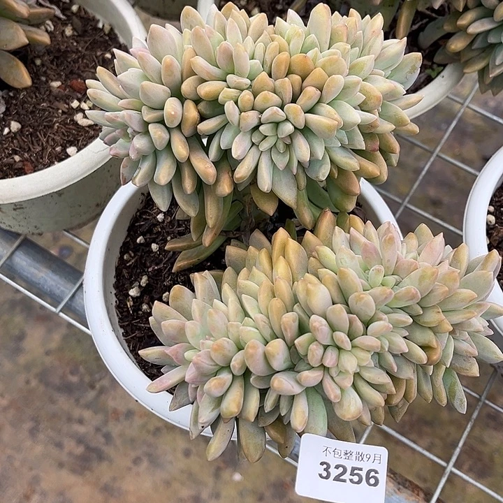 阿雅园艺。         3256