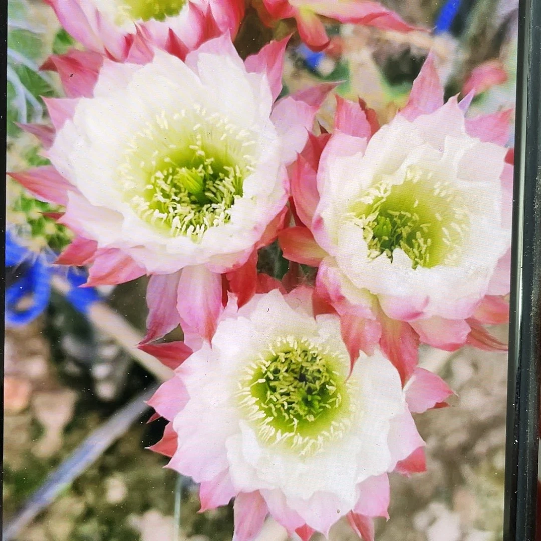 Cc158自根球5公分以上带盆土