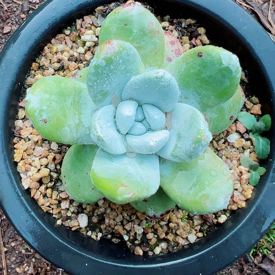 9273拇指仙女杯多肉