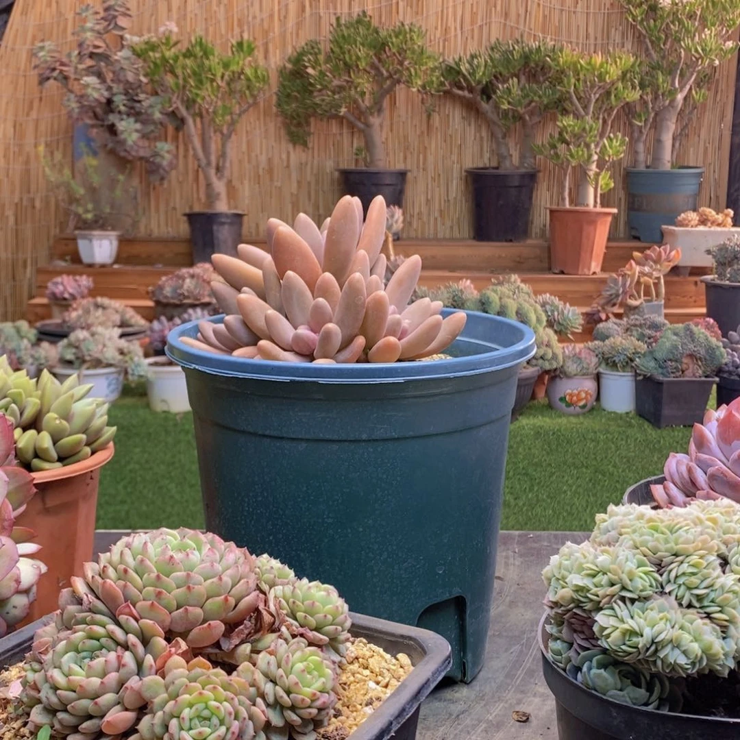 浅***Y105号糖果美人多肉