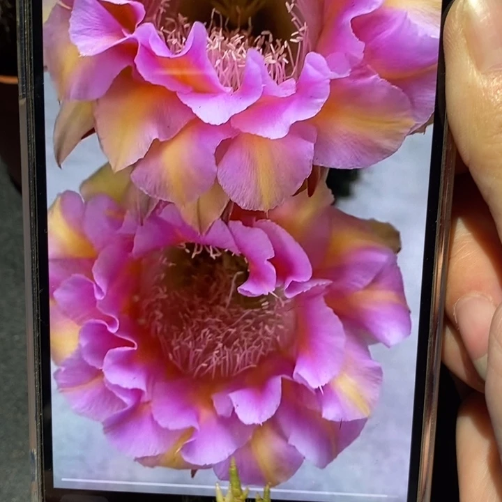 香香新2528牡丹侧芽3公分左右