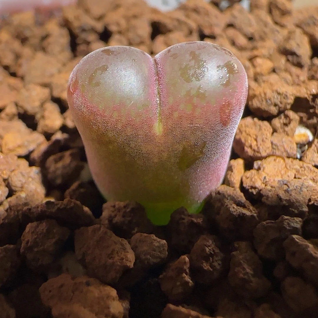 肉锥多肉植物组合-6km风铃858