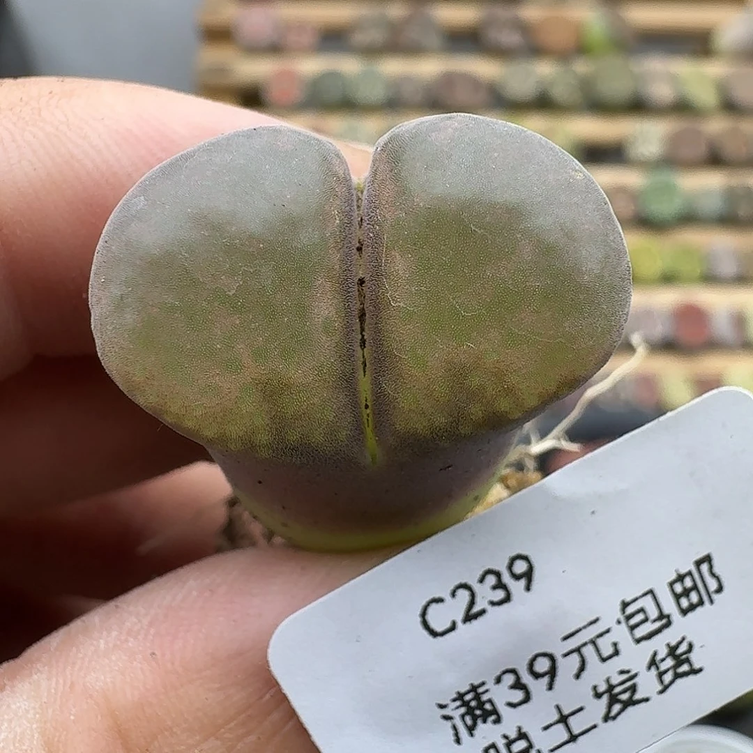 239多肉哈哈哈哈哈哈哈
