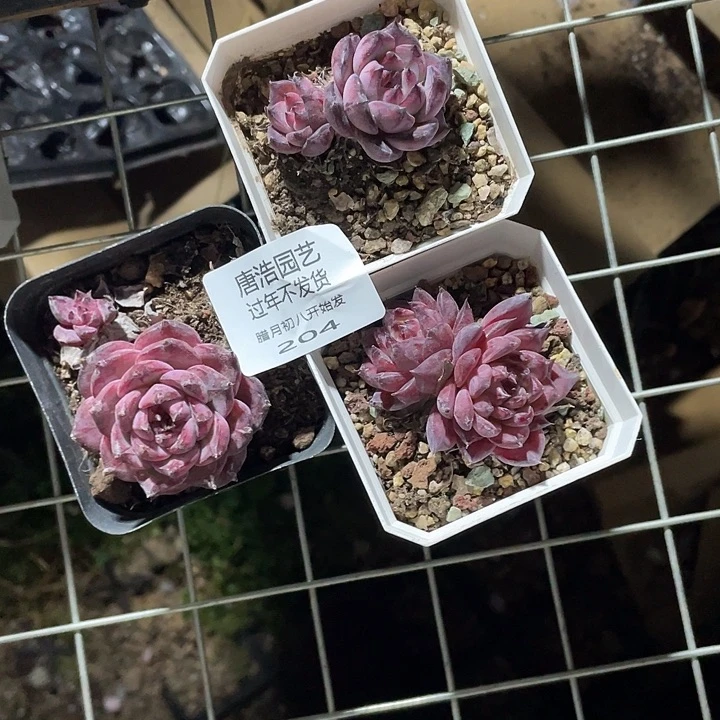 男****糖心一物一拍204