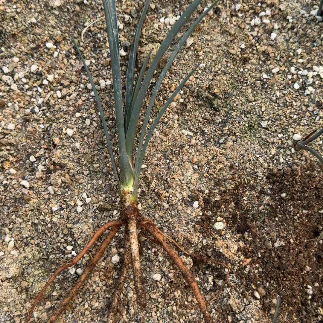 约书亚树一物一拍多肉植物